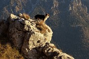 53 Nika in alto su roccioni